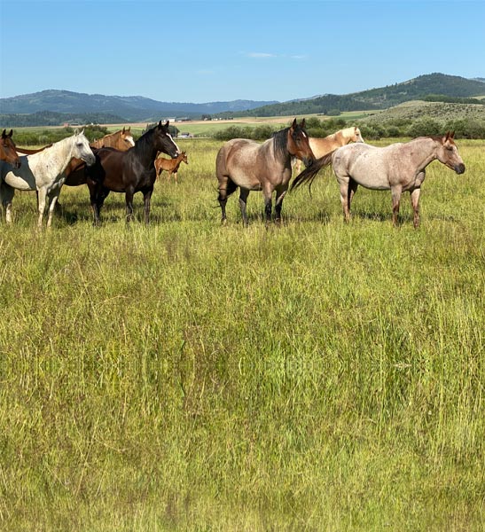 horse breeding farm