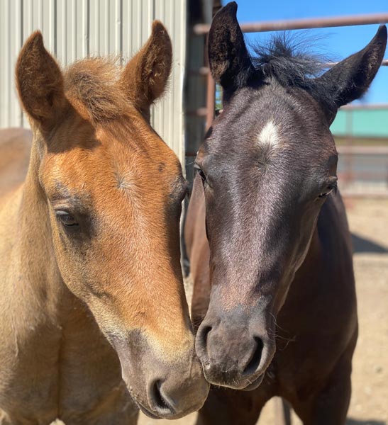 horse breeding farm