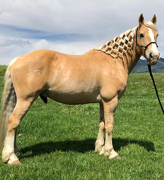 horse breeding farm