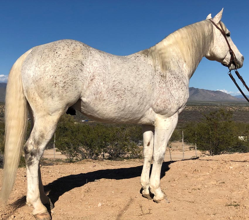 horse breeding farm