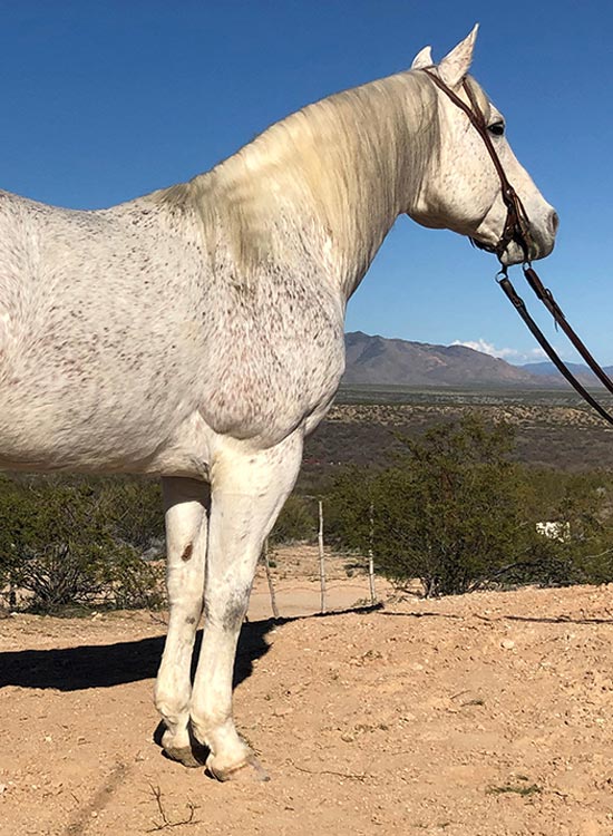 Rocky Mountain Horse Breeders About Flying R Flying R Livestock