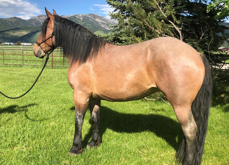 Draft cross horses for sale