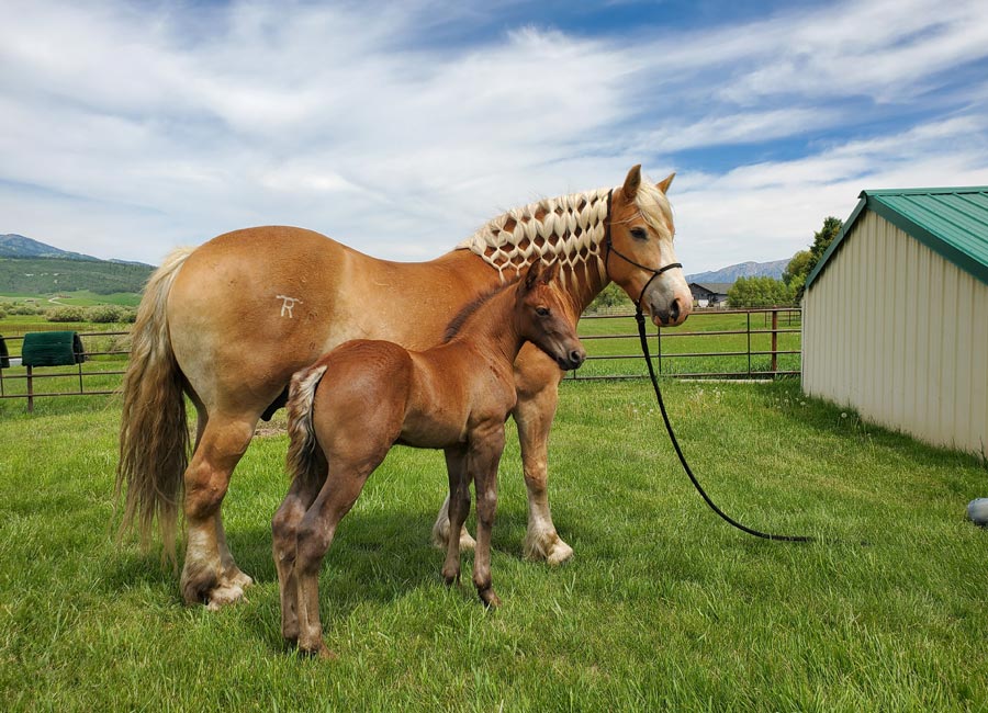 Ranch geldings for sale