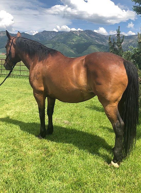 Top Horse Breeders Breeding Flying R Livestock