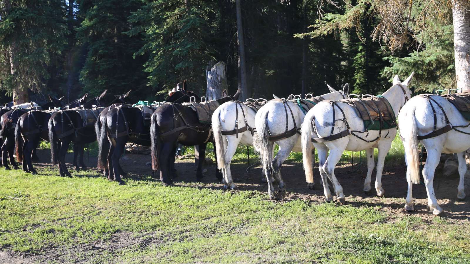 Mules Hitch Rack - Draft Cross For Sale