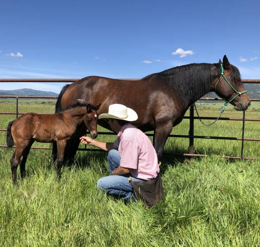 RL and Flicker - Draft Cross Foals For Sale