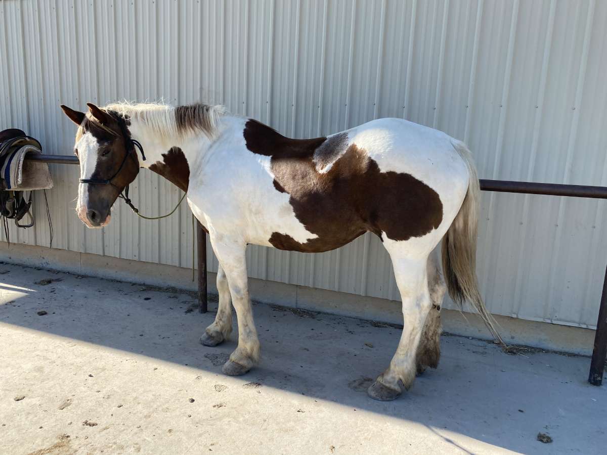 Draft Cross For Sale Additional Sale Horses Flying R Livestock