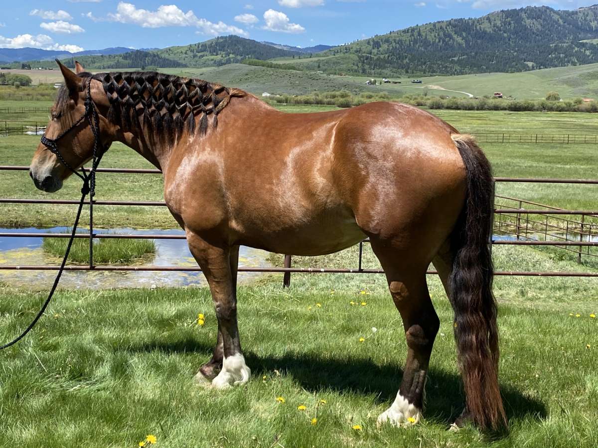 Draft Cross Horses For Sale Mares Flying R Livestock